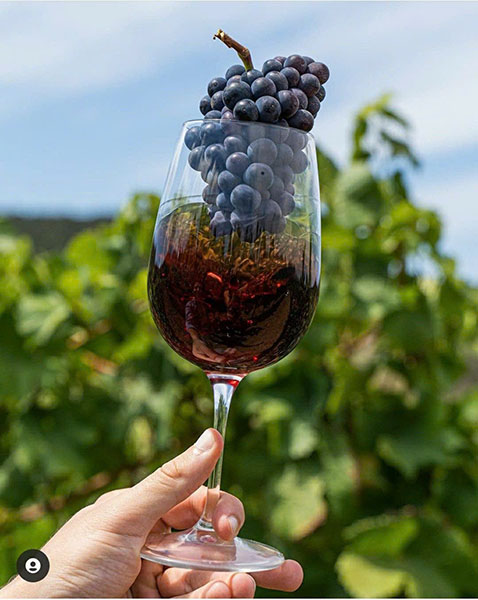 top 10 chai rượu vang giá rẻ dưới 100k ngon nhất 2026!