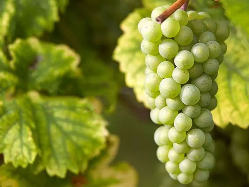 vang 30 mile riesling