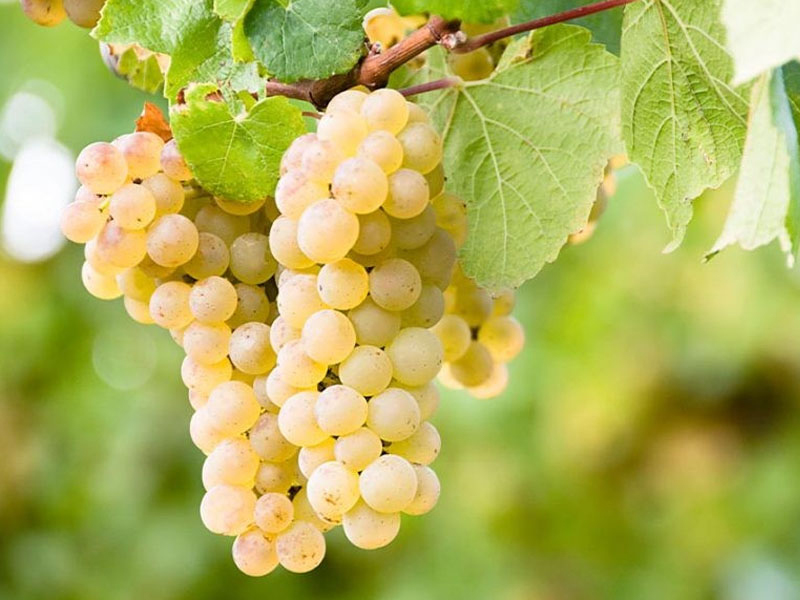 vang 30 mile sauvignon blanc