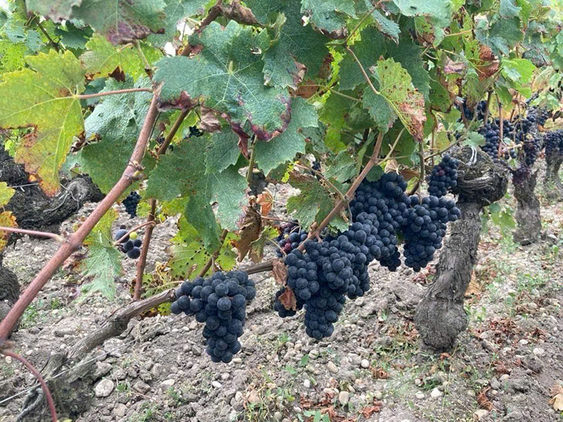 review 5 chai rượu vang pháp dưới 500k