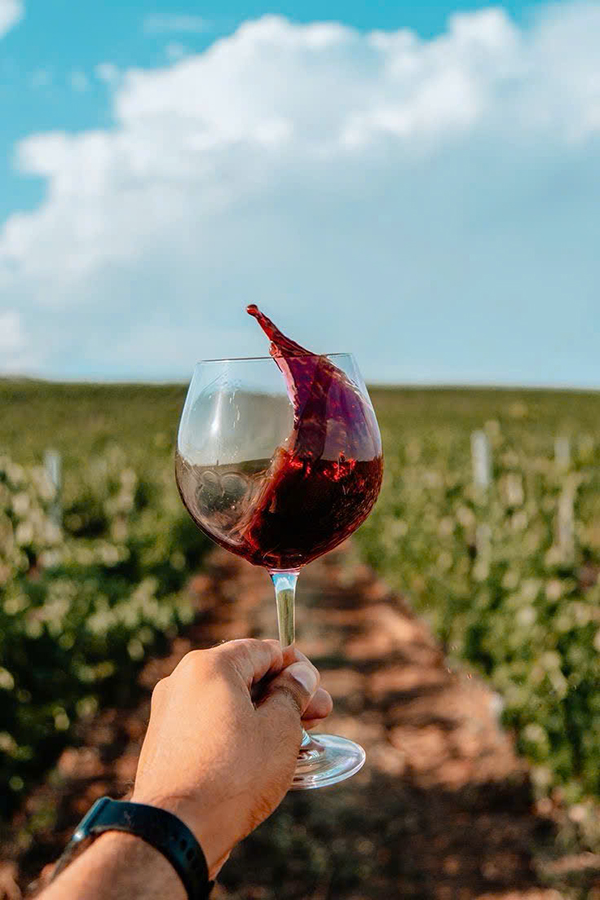 rượu vang ý ngon giá rẻ, vang ý nhập khẩu chính hãng