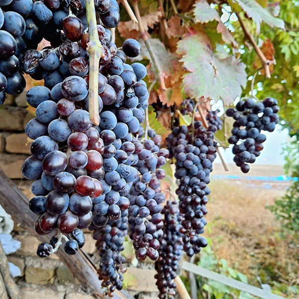 bí quyết chọn rượu vang chất lượng, giá phải chăng hn