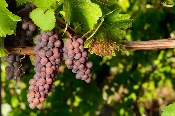 bí quyết chọn rượu vang ý giá rẻ chất lượng cao