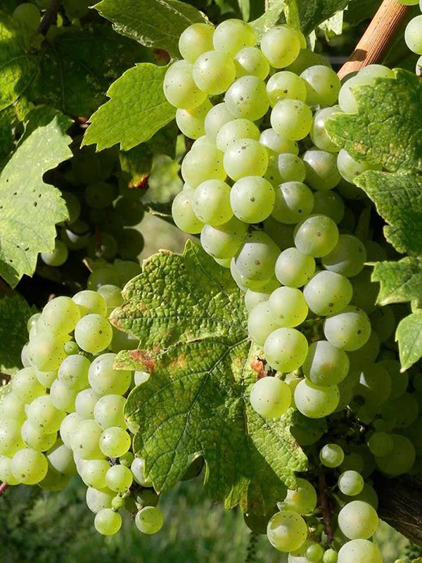 rượu vang trắng dưới 200k: lựa chọn hoàn hảo mùa hè