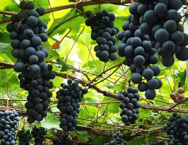 top 5 rượu vang dưới 100k: ngon bất ngờ