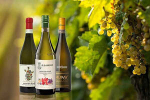 top 5 mẫu rượu vang biếu tết dưới 500k tại hà nội giá tốt